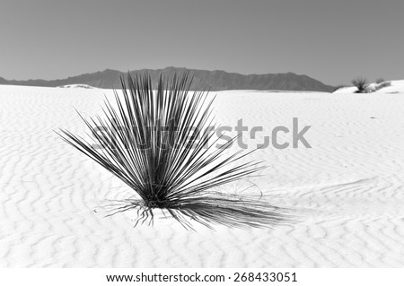 Lone plant in Gypsum #3 - Black and White - Dry cactus plant in the white sand or gypsum at White Sands National Monument in New Mexico with the mountains in the far distance