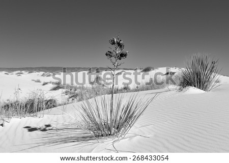 Dry cactus plant in the white sand or gypsum at White Sands National Monument in New Mexico with the mountains in the far distance
