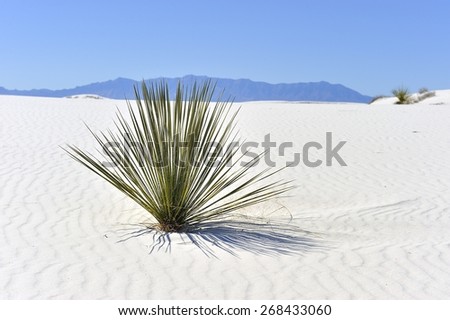 Lone plant in Gypsum #3 - Color - Dry cactus plant in the white sand or gypsum at White Sands National Monument in New Mexico with the mountains in the far distance