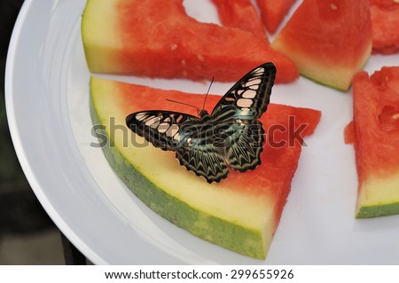 Butterfly sitting on watermelon feeding on the sugar