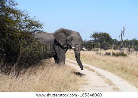 The elephant stops, looking for traffic in all directions and listening to the traffic noise before crossing the road/The elephant crossing the road safely/African nature and wildlife reserve.