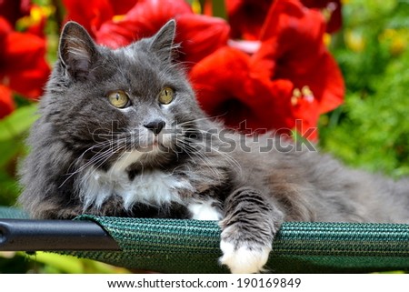Cat enjoying a beautiful day outdoors / Cat in the garden /Portrait of a cat
