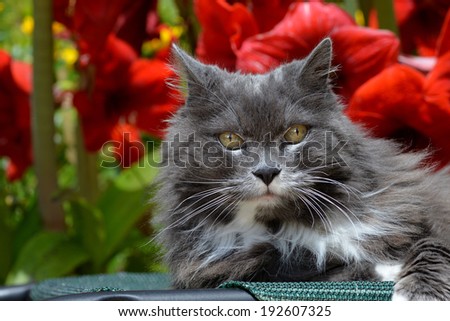 Portrait of a cat staring at camera/Happy cat/
