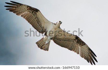 Osprey Clutching Fish in Talons, Gliding in the Wind, In Florida Everglades