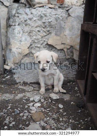 small white homeless puppy on the ruined building background. The concept of loneliness, help an animal charity.