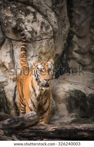 Adult big tiger standing on dry logs on a background of rocks