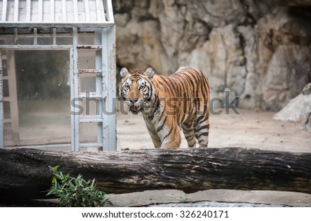 Tiger is behind the tumbled down tree trunk on the background of rocks and metal gazebo