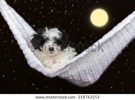 Havanese Puppy dog hammock