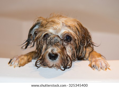 dog, Havanese puppy bathes, wet