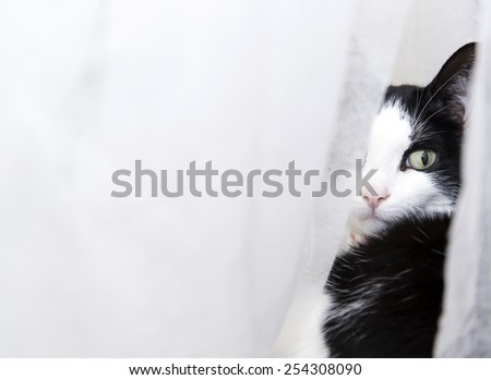 Cat hiding behind curtain
