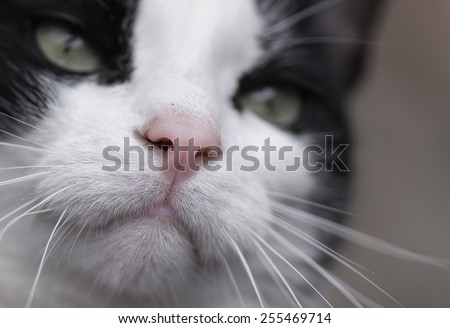 A cats nose