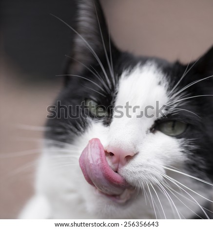 I love food says the black white cat