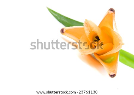 orange tiger lily, isolated on white