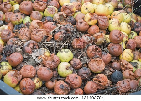 Composting Pile of Rotting Garden Apples as Example of Sustainable Living