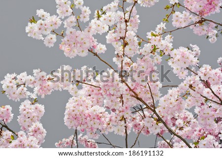 Peaceful Scene with Apple Blossoms in Spring on Gray