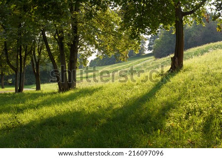 Shade and Low Light with Field and Trees