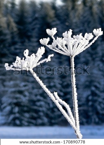 Detail of frozen meadow flower plant, in background snow-covered forest