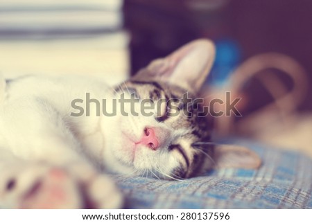 Cute little kitten sleeps on blue tartan blanket