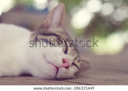 Sleeping cat on wooden floor, lazy cat on day time, sleeping kitten,
