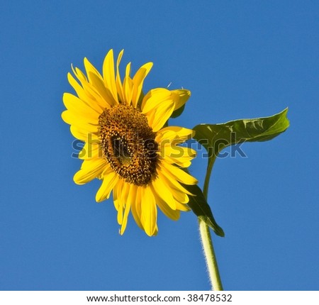Sunflower with one leave on blue sky