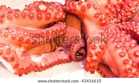 Squid preparation for the sale