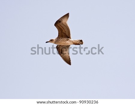 Bird flying to the left