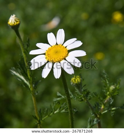 Flower with white petals in the foreground and green background out of focus