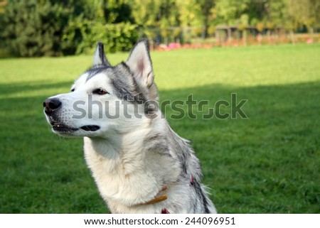 Husky dog sniffing something in the park
