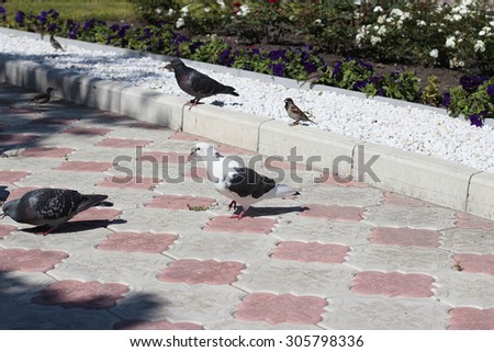 Pigeons and sparrows on ground in park photo