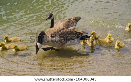 Canada geese parents and goslings swiming