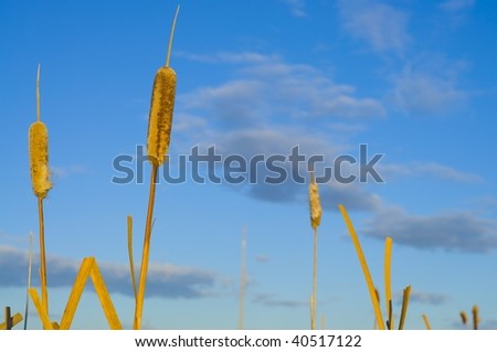 Fox Tail Reeds
