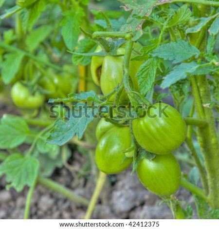 HDR Green Tomato Vine