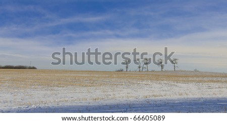 Five trees standing in force on a snow covered farmers field