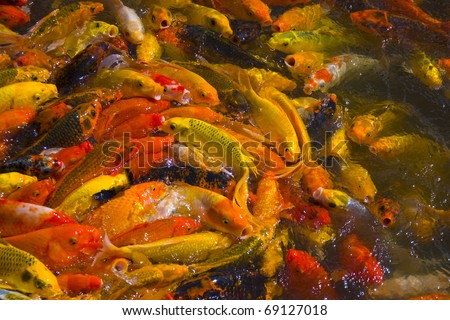 Overpopulated Koi Carps in a Park Pond - animal cruelty