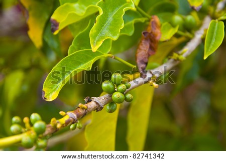 Coffee beans in their natural organic state, growing on the branch. Good background for natural products and flavors