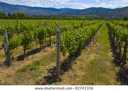 Vineyard in wine country, Osoyoos, British Columbia, Canada.