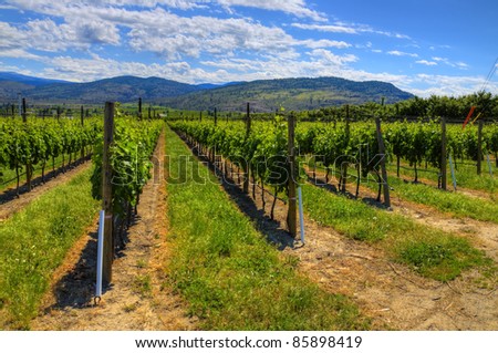 HDR Vineyard in wine country, Osoyoos, British Columbia, Canada.