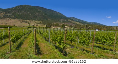 Vineyard in wine country, Osoyoos, British Columbia, Canada.