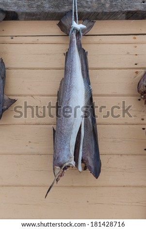 dried cod fish body in Iceland
