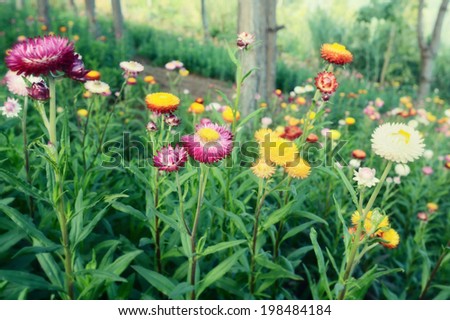 Field of flowers in the nature / Field of flowers