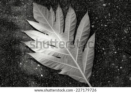 Abstract black and white Leaf on ground / Leaf on ground