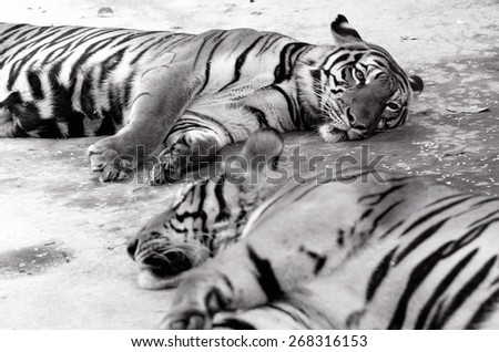 Black and white two  tigers sleepy / Two tigers sleepy