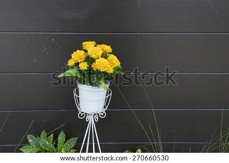 Flower in steel basket with black background / Flower in steel basket