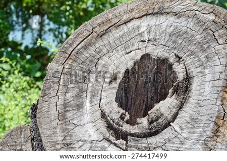 Tree stump with a hole / Tree stump