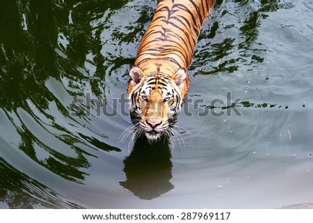 A tiger Walking Through in a water pool /Tiger in a water pool