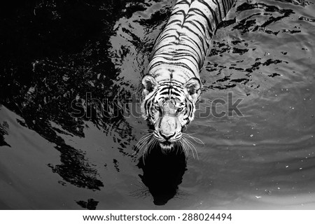 Black and White  tiger Walking Through in a water pool /Tiger in a water pool