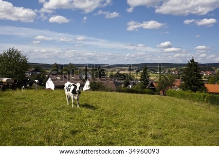 view of black and white cow off center left with green grass blue sky white clouds in summer