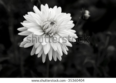 isolated white flower off center Dahlia