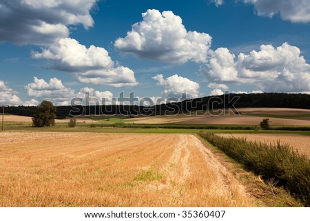 country rural scene wheat fields white clouds and tree in the background
