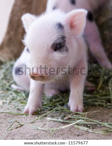1 week old baby piglet